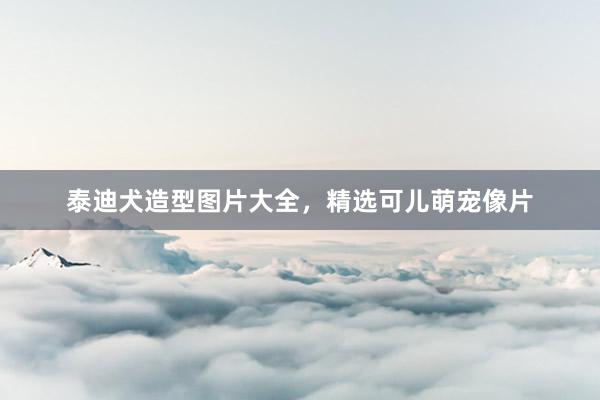 泰迪犬造型图片大全，精选可儿萌宠像片